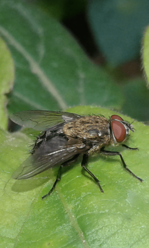 Calliphoridae : maschio di Pollenia rudis?